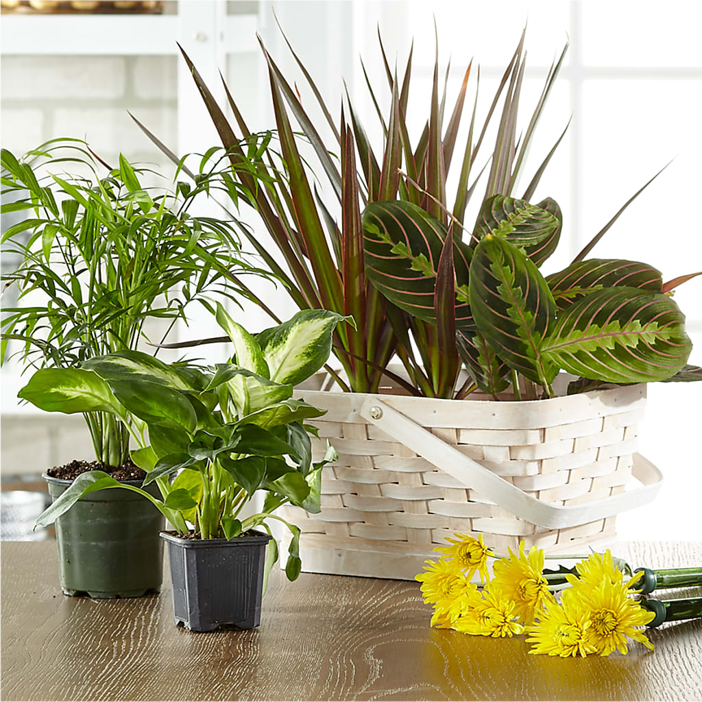 Florist Designed Blooming and Green Plants in a Basket – James Floral Shoppe, Wilkinsburg PA