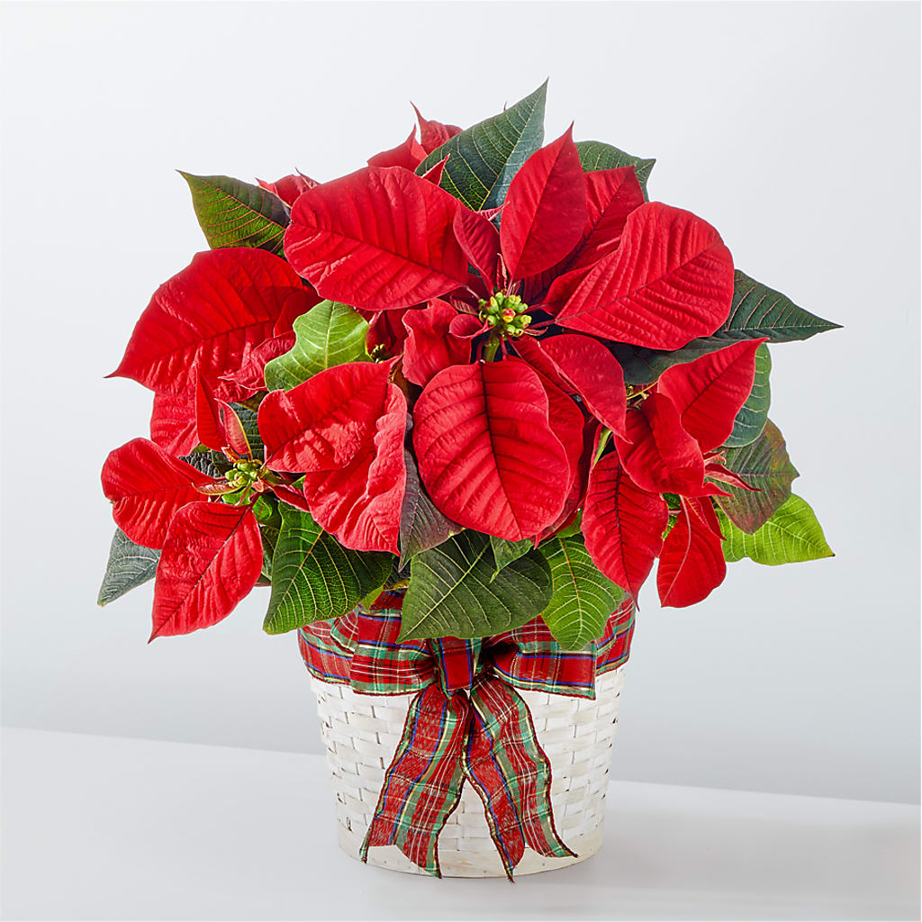 Happiest Holidays Poinsettia – James Floral Shoppe, Wilkinsburg PA