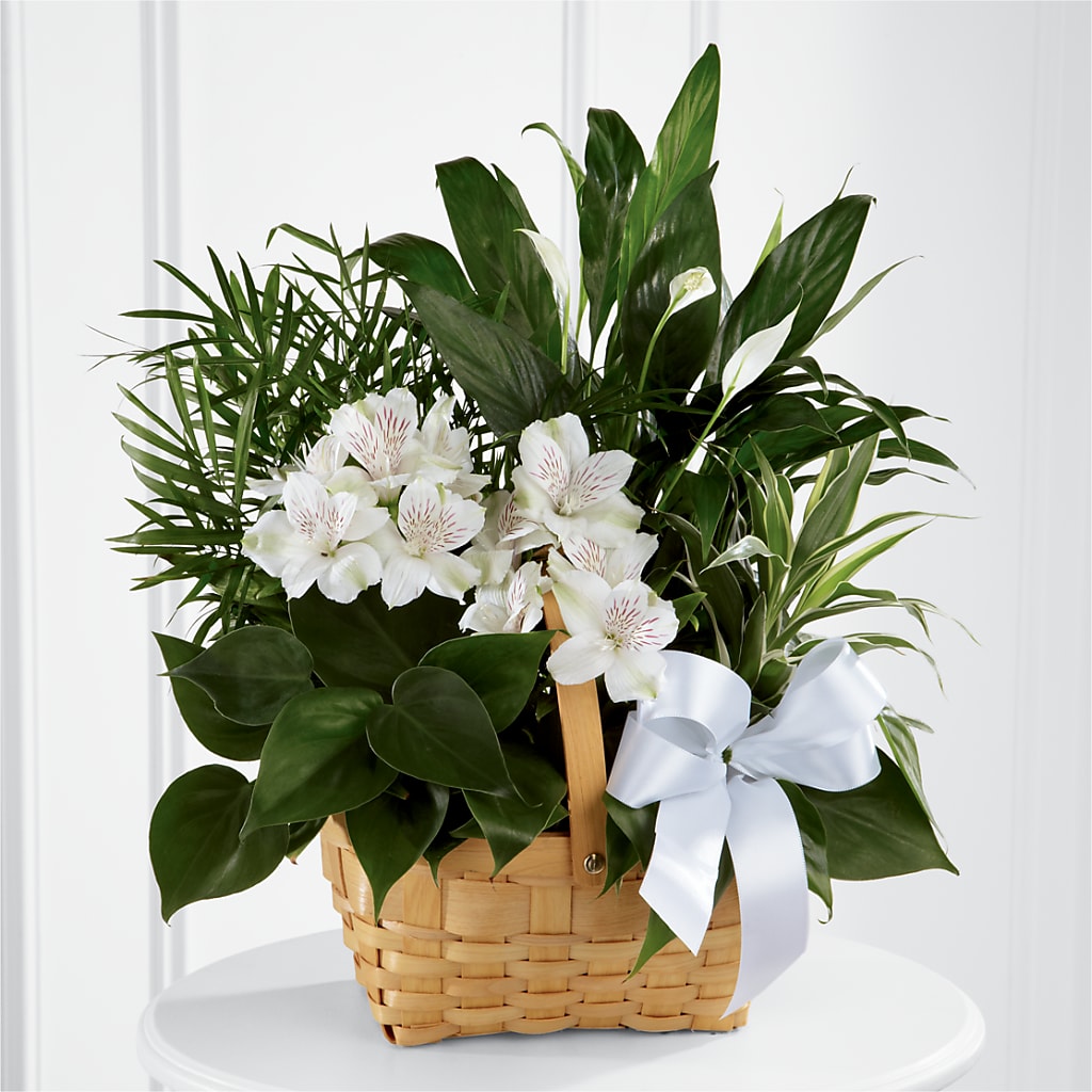 Peace & Serenity Dishgarden – James Floral Shoppe, Wilkinsburg PA