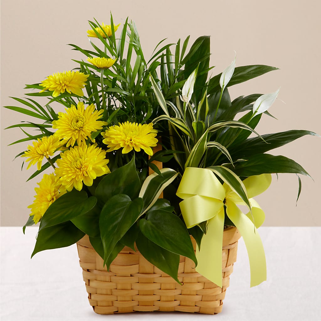Loving Light Dishgarden – James Floral Shoppe, Wilkinsburg PA