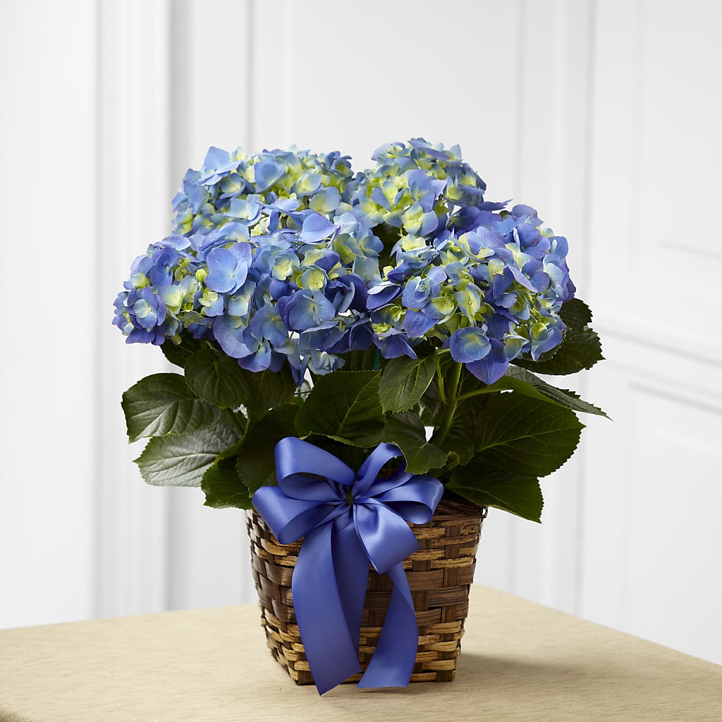 Blue Hydrangea Planter – James Floral Shoppe, Wilkinsburg PA
