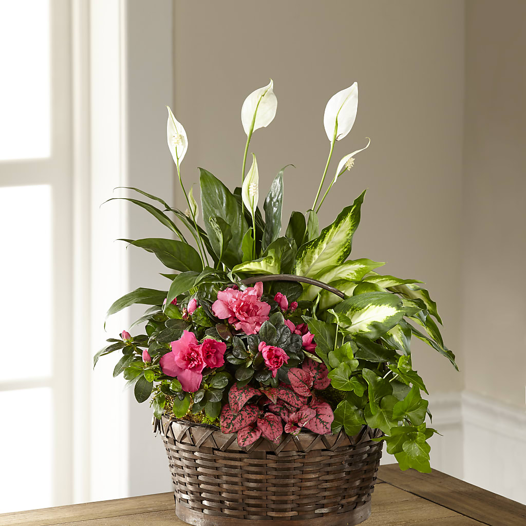 Dream in Pink Dishgarden – James Floral Shoppe, Wilkinsburg PA