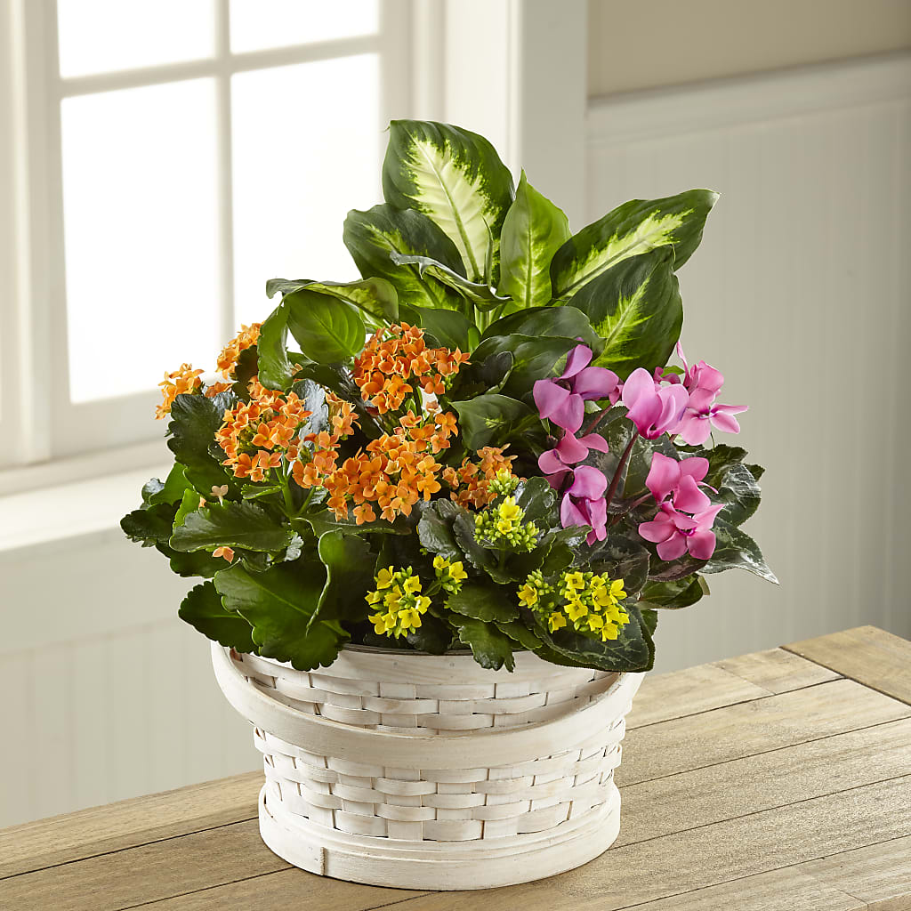 Color Crush Dishgarden – James Floral Shoppe, Wilkinsburg PA