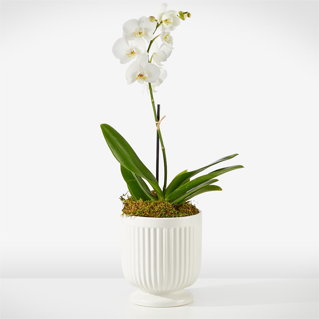 Whispering White Orchid – James Floral Shoppe, Wilkinsburg PA