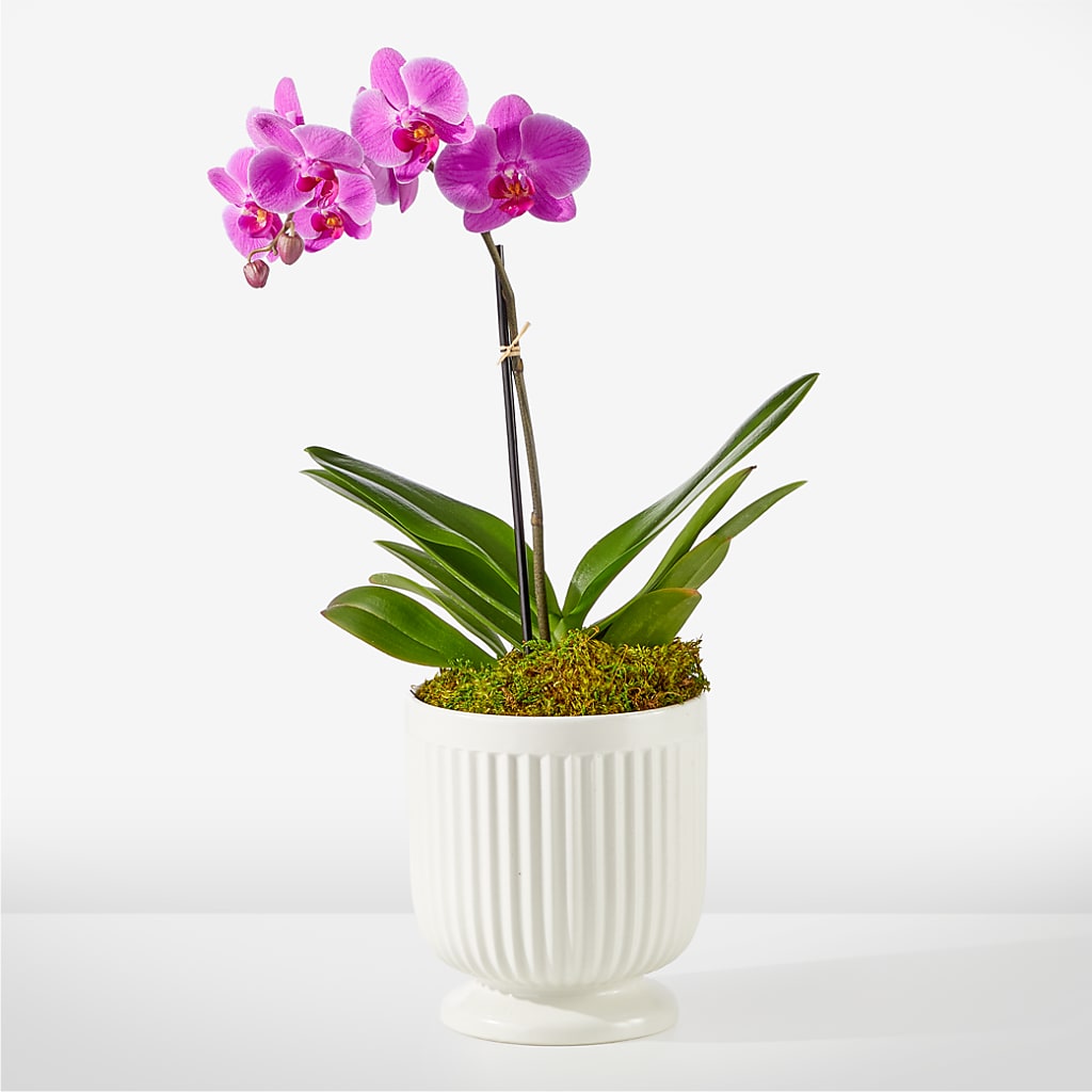 Friendly Fuchsia Orchid – James Floral Shoppe, Wilkinsburg PA