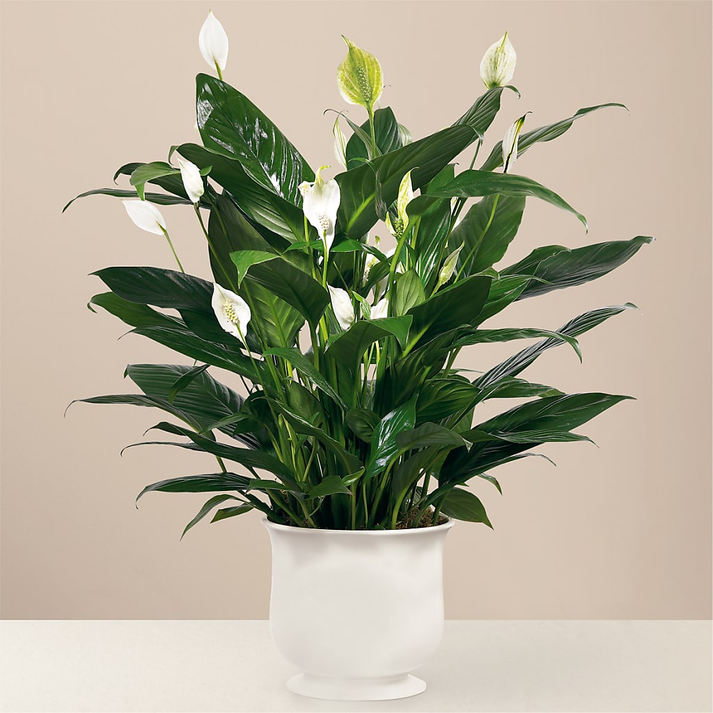 Comfort Planter – James Floral Shoppe, Wilkinsburg PA