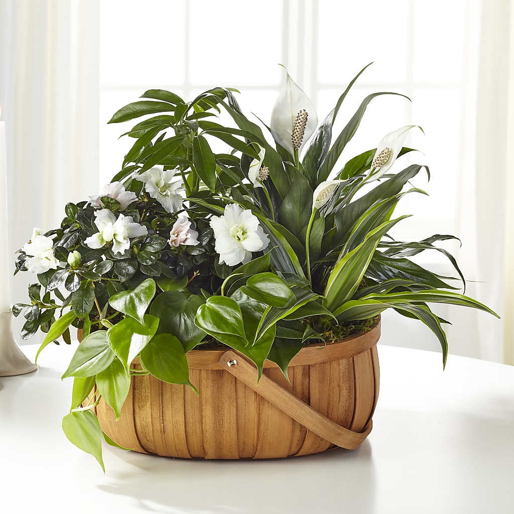 Serene Dishgarden – James Floral Shoppe, Wilkinsburg PA