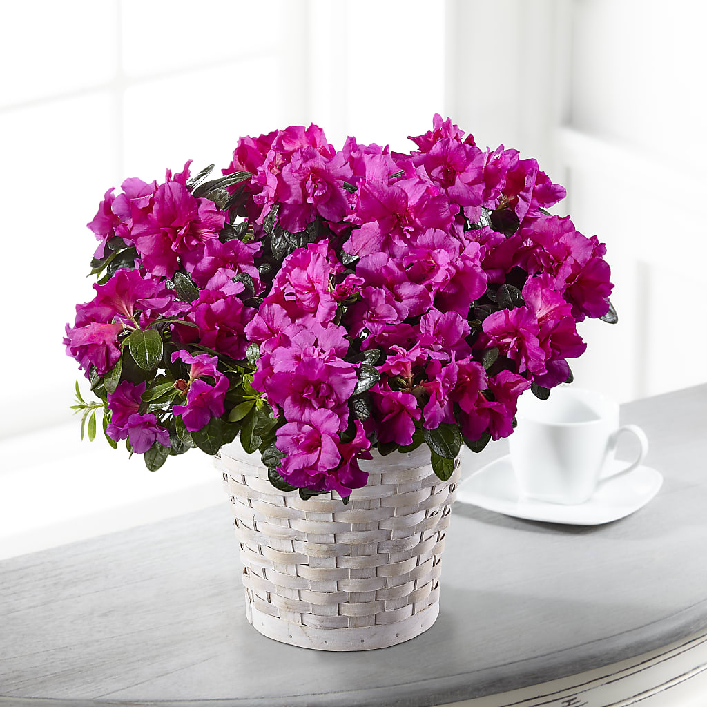 Hope & Serenity Azalea Plant – James Floral Shoppe, Wilkinsburg PA