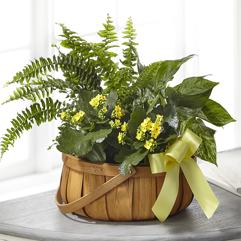 Always Dear Dishgarden – James Floral Shoppe, Wilkinsburg PA