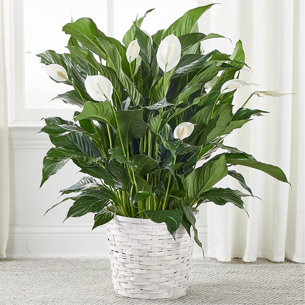 A New Leaf Peace Lily – James Floral Shoppe, Wilkinsburg PA