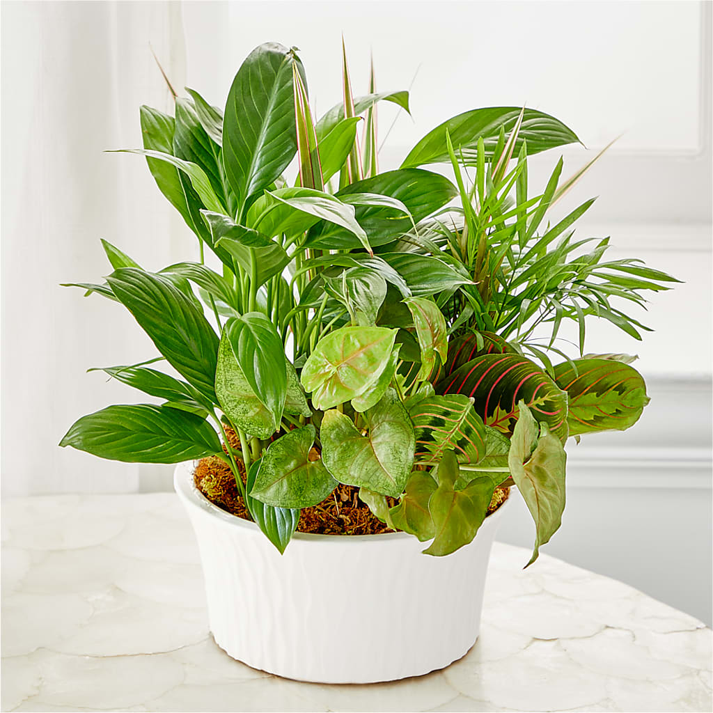 Balance & Harmony Dishgarden – James Floral Shoppe, Wilkinsburg PA