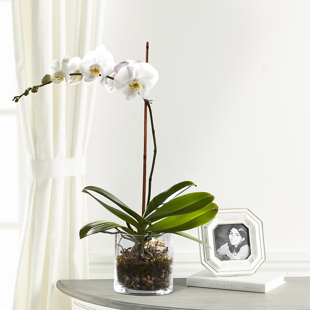 White Orchid Planter – James Floral Shoppe, Wilkinsburg PA