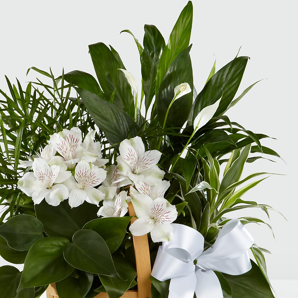 Peace & Serenity Dishgarden –  James Floral Shoppe, Wilkinsburg PA