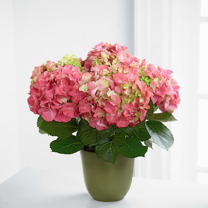 Pink Hydrangea Planter –  James Floral Shoppe, Wilkinsburg PA
