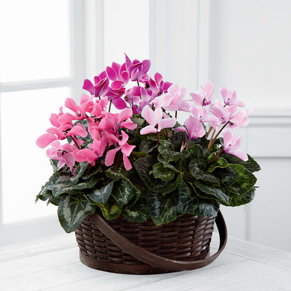 Mixed Cyclamen Planter –  James Floral Shoppe, Wilkinsburg PA