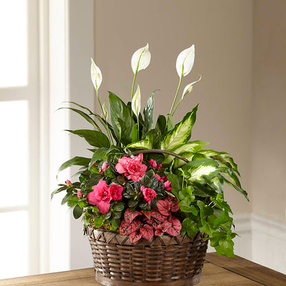 Dream in Pink Dishgarden –  James Floral Shoppe, Wilkinsburg PA