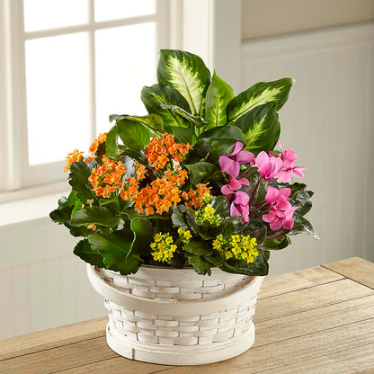 Color Crush Dishgarden –  James Floral Shoppe, Wilkinsburg PA