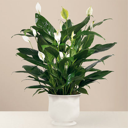 Comfort Planter –  James Floral Shoppe, Wilkinsburg PA