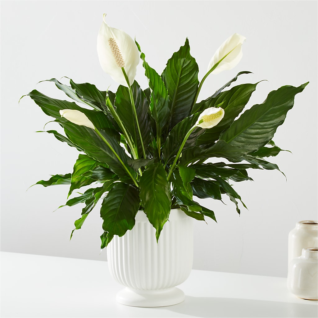 Comfort Planter –  James Floral Shoppe, Wilkinsburg PA