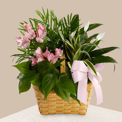 Living Spirit Dishgarden –  James Floral Shoppe, Wilkinsburg PA
