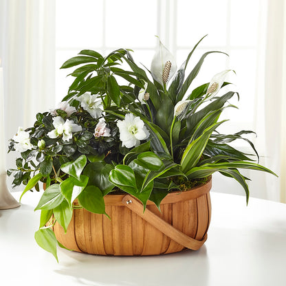 Serene Dishgarden –  James Floral Shoppe, Wilkinsburg PA