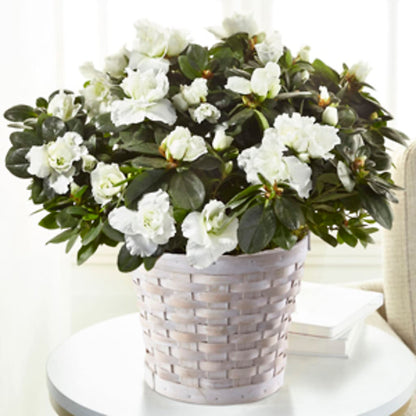White Azalea Plant –  James Floral Shoppe, Wilkinsburg PA