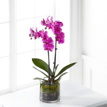 Pink Orchid Plant –  James Floral Shoppe, Wilkinsburg PA