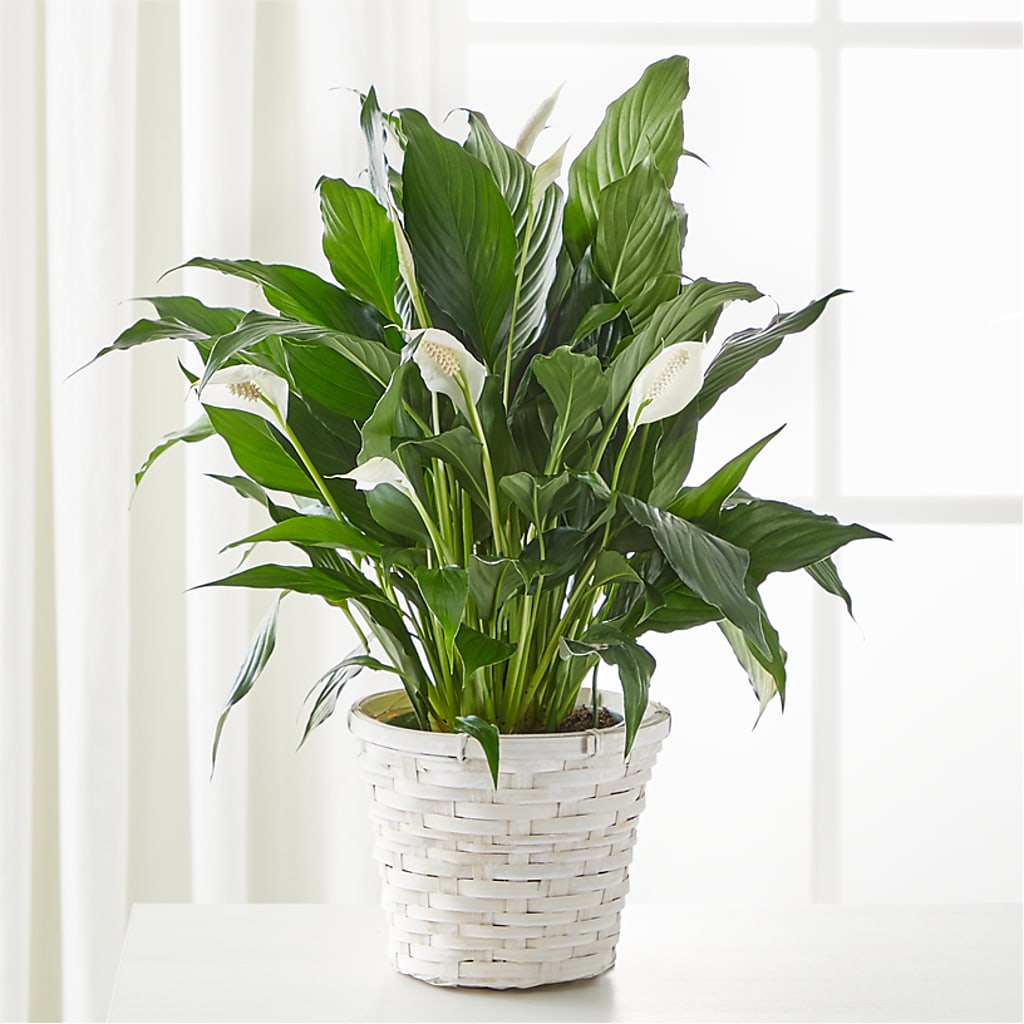 A New Leaf Peace Lily –  James Floral Shoppe, Wilkinsburg PA