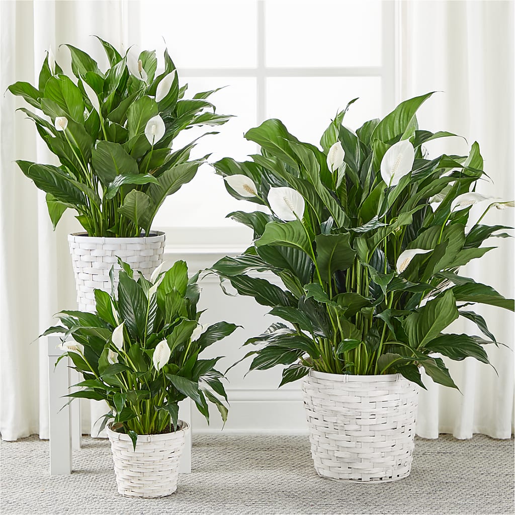 A New Leaf Peace Lily –  James Floral Shoppe, Wilkinsburg PA