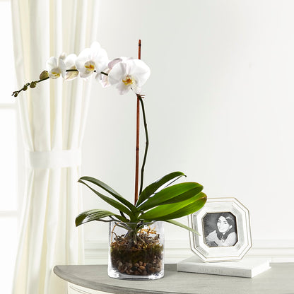 White Orchid Planter –  James Floral Shoppe, Wilkinsburg PA