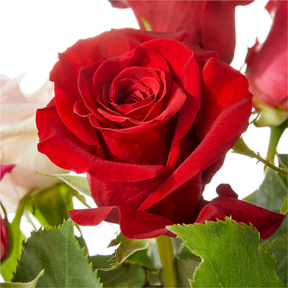 Love Notes Rose Bouquet –  James Floral Shoppe, Wilkinsburg PA